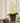 Liljekonval-lampe