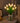 Strålende romantisk tulipanlampe
